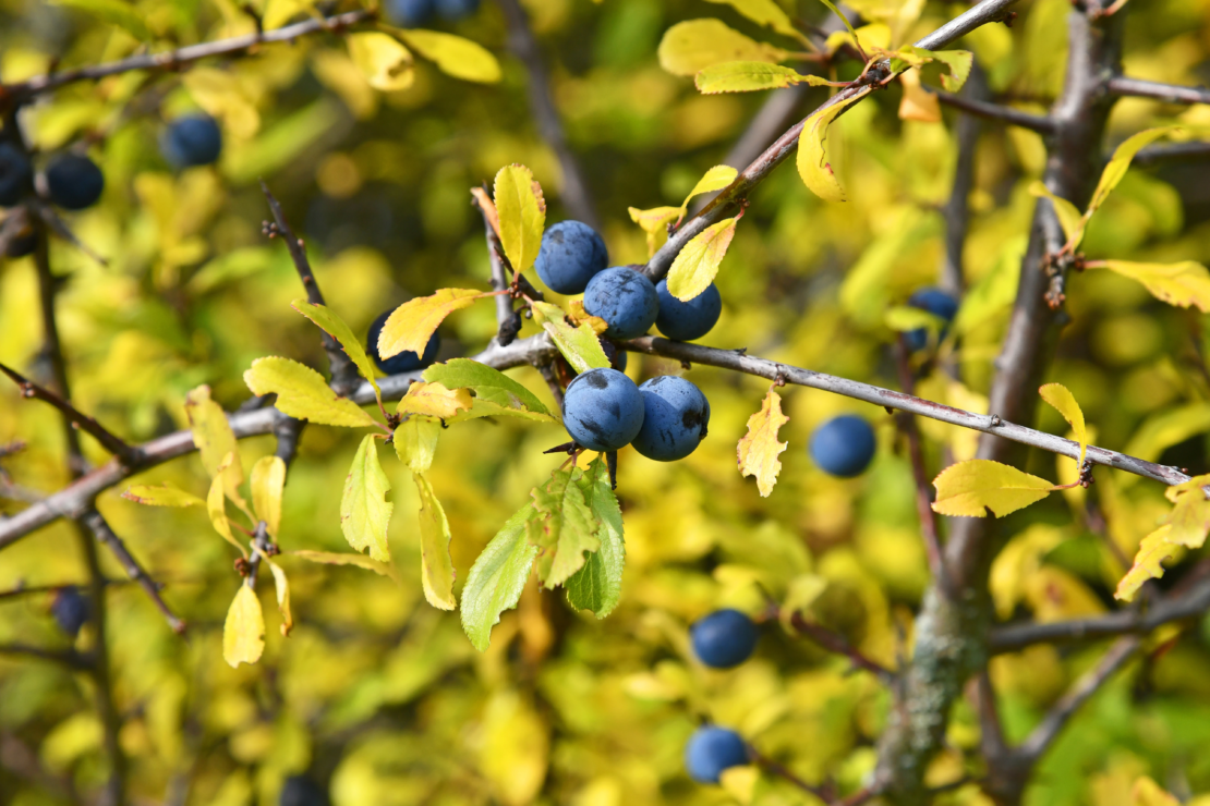 Schlehe mit gelber Herbstfärbung und blauen Früchten. [Foto: AdobeStock_Rhönbergfoto]