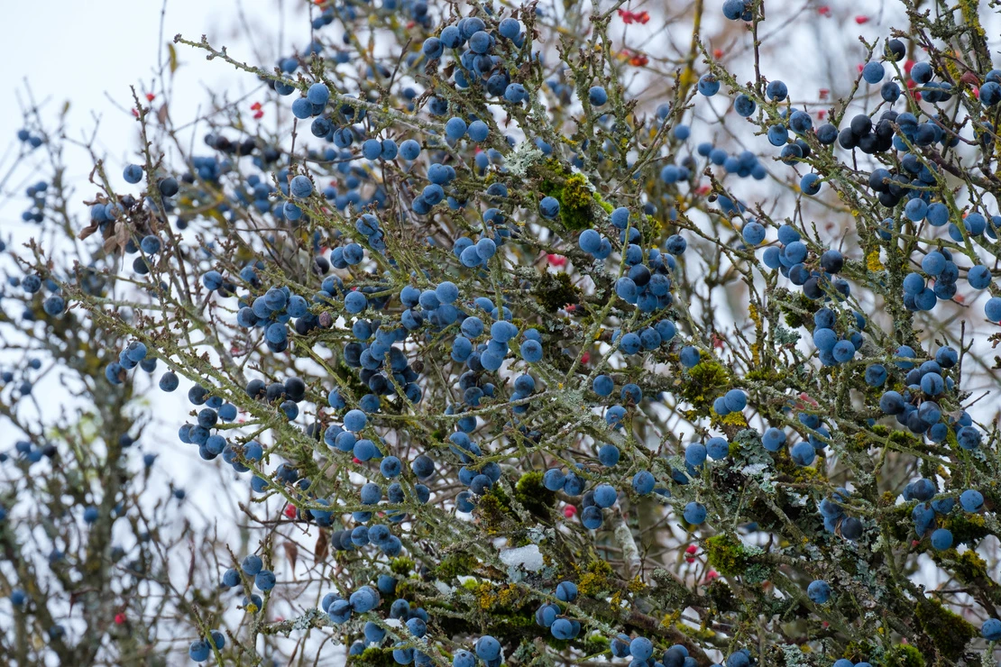 Eine Schlehe im Winter mit kahlen Ästen und blauen Früchten. Foto: AdobeStock_Guntar Feldmann