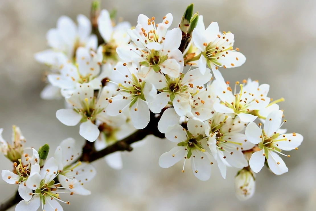 Weiße Blüten der Schlehen am Zweig in Nahaufnahme