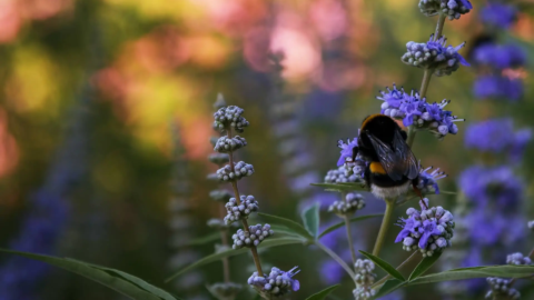 Hummel in Nahaufnahme auf einem Mönchspfeffer