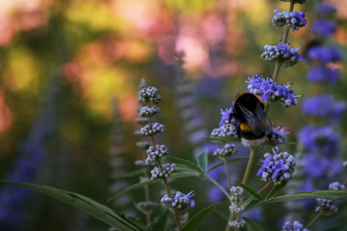 Hummel in Nahaufnahme auf einem Mönchspfeffer