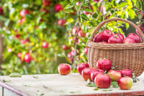 Aepfel nach der Ernte in einem Korb zur Lagerung [Foto: AdobeStock_weyo]