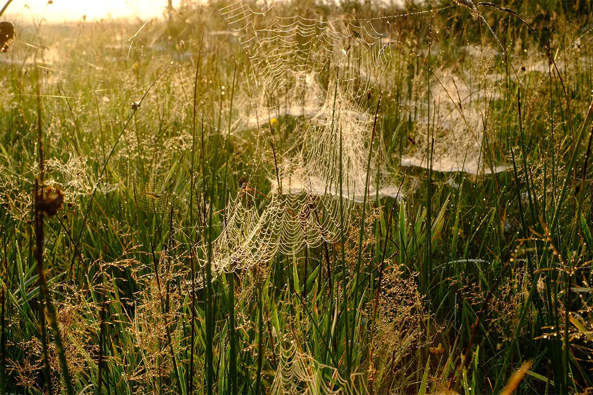 Spinnennetze im Altweibersommer auf einer Wiese mit Morgentau