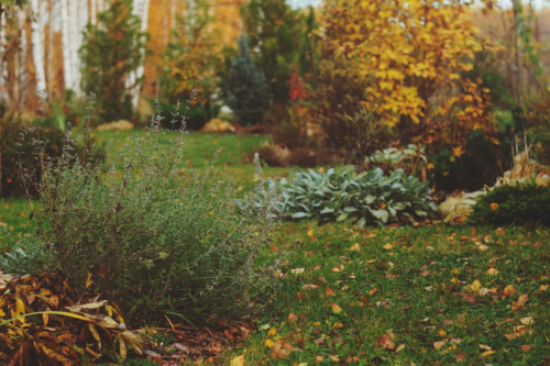 Das Bild zeigt eine herbstliche Gartenszene mit verschiedenen Pflanzen und Sträuchern, die auf einer Rasenfläche verteilt sind. Im Hintergrund haben die Bäume gelbes und orangefarbenes Laub, einige Pflanzen im Vordergrund sind dagegen grün sind. Auf dem Boden sind verstreut einige heruntergefallene Blätter zu sehen. [Foto: AdobeStock_mashiki]