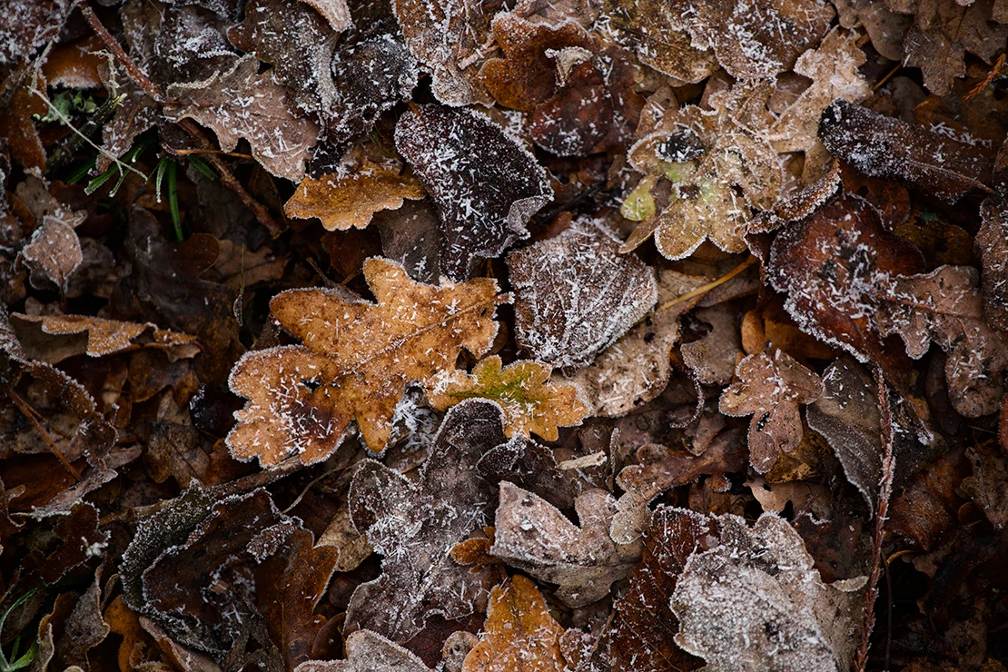 Herbstlaub von Frost bedeckt. Foto: AdobeStock_Robert