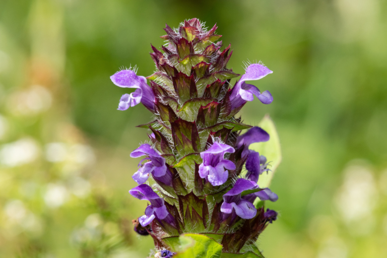 Kleine Braunelle: Blume Des Jahres 2023 Im Portrait | GartenFlora