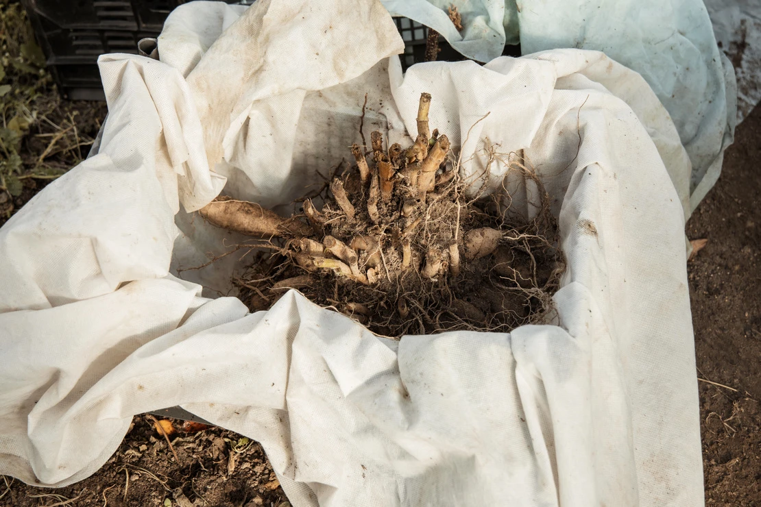 Dahlien überwintern: Ein Bündel von Dahlienknollen liegt eingebettet in einem weißen Stofftuch auf dem Gartenboden. Die Knollen haben unregelmäßige Formen, einige mit langen, wurzelartigen Ausläufern und trockener Erde bedeckt. [Foto: AdobeStock_Olga]