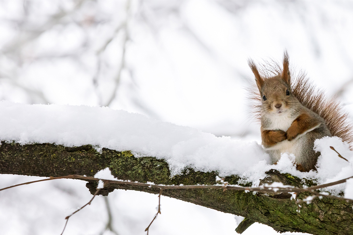 Tiere im Winter: Halten sie alle Winterschlaf? | GartenFlora