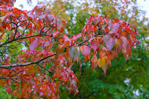 Das Bild zeigt den Ast eines Hartriegels mit leuchtend roten und orangenen Blättern im Herbst. Foto: AdobeStock_Nishi Sharma