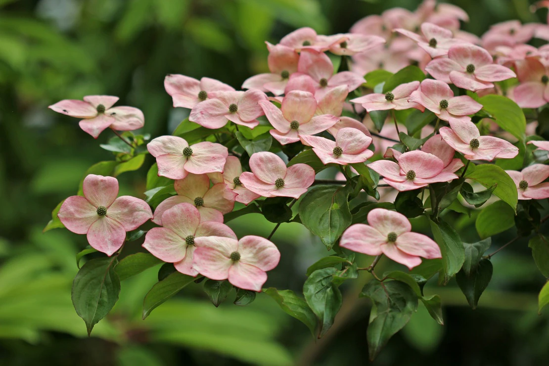 Hartriegel mit rosafarbenen Schalenblüten. Foto: AdobeStock_Schmutzler-Schaub