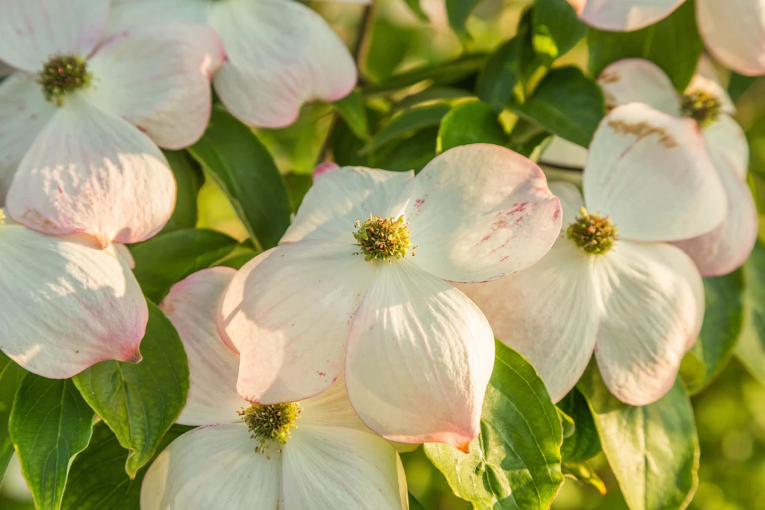 Blühender Hartriegel. Foto: AdobeStock_photodigitaal.nl