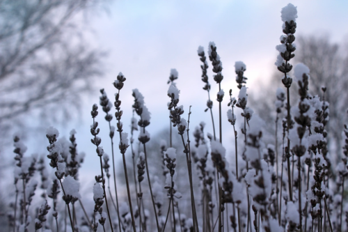 Lavendel überwintern – das Bild zeigt die Blüten eines Lavendels in einer Winterlandschaft. Die feinen langen Blütenrispen sind mit etwas Schnee bedeckt. Im Hintergrund sind verschwommen blattlose Bäume zu sehen und ein bewölkter, bläulich-rosafarbener Himmel.