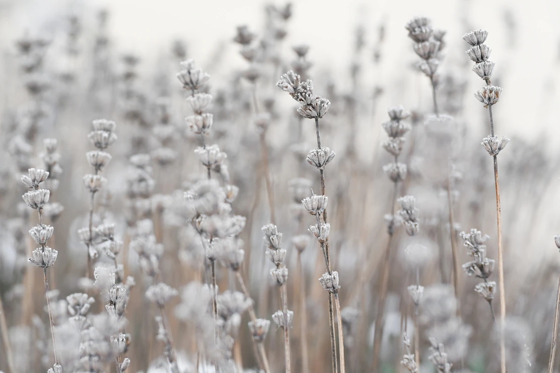 Das Bild zeigt vertrocknete Blütenstände eines Lavendels im Winter. Sie stehen dicht beieinander und sind leicht mit Frost bedeckt. Die Farben der Pflanzen und des Himmels sind blass und kühl. [Foto: AdobeStock_Martha]