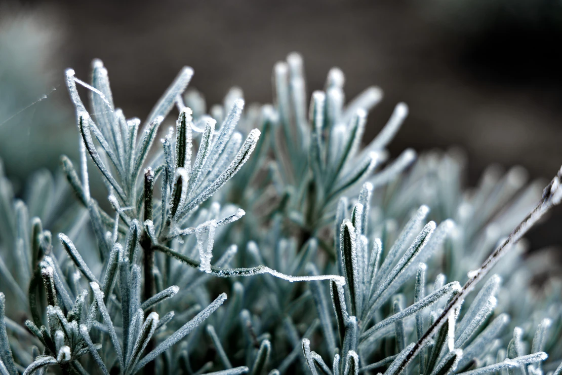 Lavendelblätter mit Frost überzogen. Foto: AdobeStock_Oliver Schulz