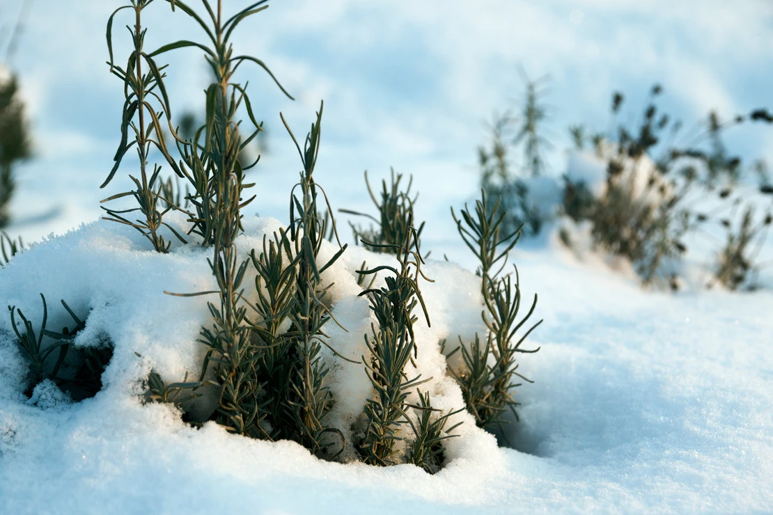 Mehrere Lavendelpflanzen ragen aus einer Schneedecke hervor. [Foto: AdobeStock_Tylinek]