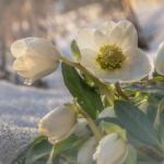 Eine weißblühende Christrose im schneebedeckten Beet. Foto: AdobeStock_andre