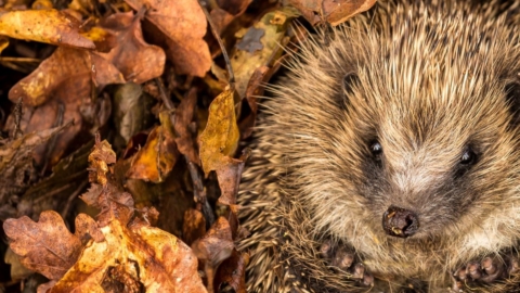 Ein eingerollter Igel in einem Blätterhaufen