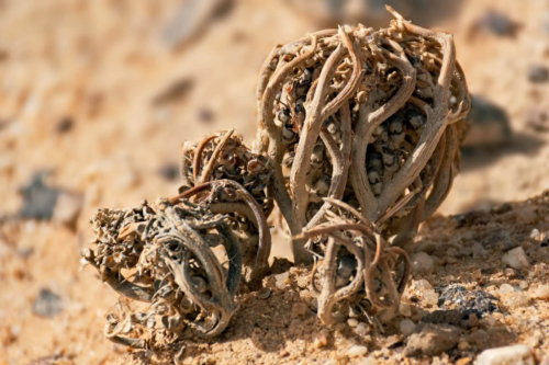 Die Echte Rose von Jericho wächst in der Wüste [Foto: AdobeStock_Sarit Richerson]