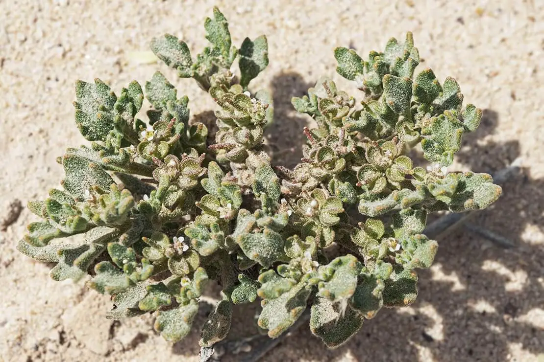 Eine blühende und grüne Rose von Jericho in der Sandwüste. [Foto: AdobeStock_Sarit Richerson]