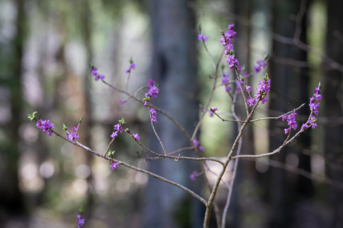 Ein dünner, verzweigter Seidelbast mit kleinen violett-rosa Blüten und ersten grünen Knospen wächst in einem Wald. Der Hintergrund ist unscharf und zeigt dunkle Baumstämme in einem weichen diffusen Licht, das durch das Blätterdach fällt.