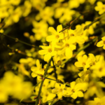 Gelbblütiger Winterjasmin in der Nahaufnahme. [Foto: AdobeStock_caocao191]