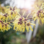 Zweige einer gelbblühenden Hamamelis. Foto: AdobeStock_jaroslavkettner