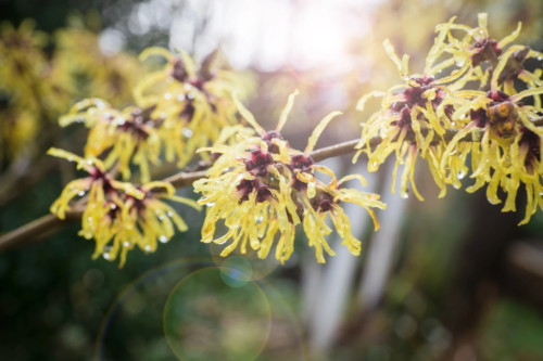 Zweige einer gelbblühenden Hamamelis. Foto: AdobeStock_jaroslavkettner