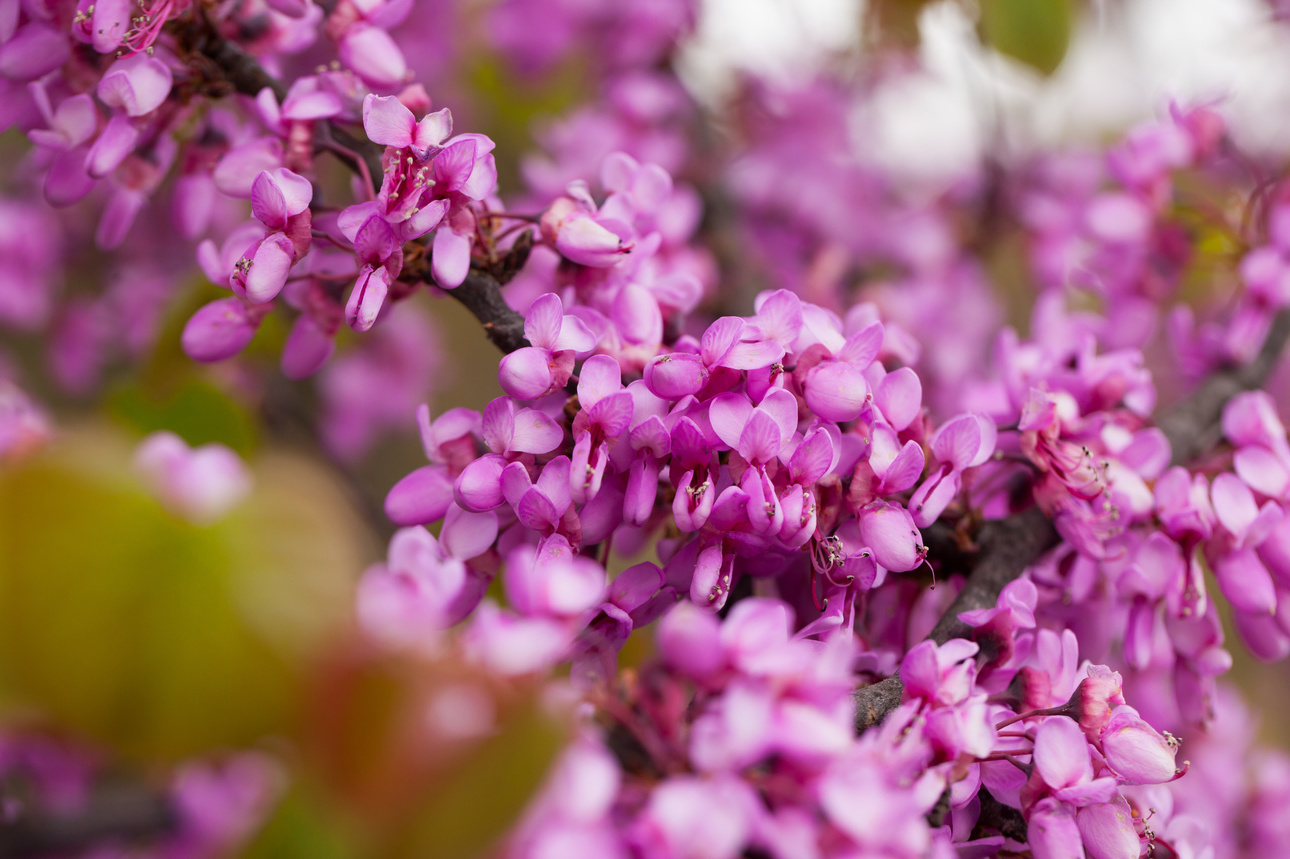 Judasbaum Im Porträt: Standort, Pflanzung, Pflege | GartenFlora