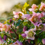 Pinkblühende Lenzrosen. Foto: AdobeStock_Flower_Garden