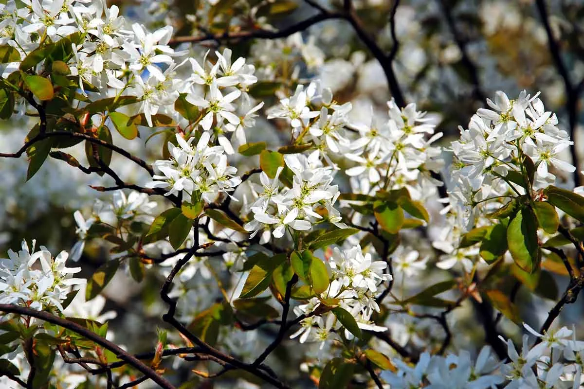 Felsenbirne blueht im Fruehling [Foto: AdobeStock_Maria]