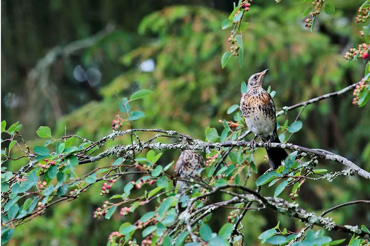 Vogel sitzt in den Zweigen einer Felsenbirne [Foto: AdobeStock_puteli]