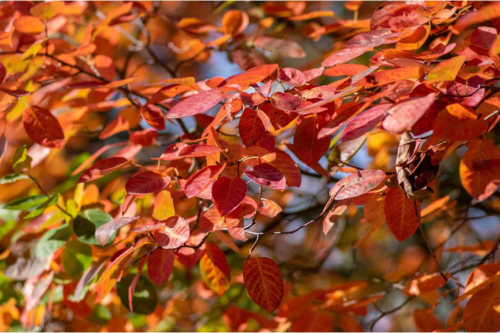 Eine Felsenbirne mit einer orange-/gelb-/rotfarbenen Herbstfärbung. [Foto: AdobeStock_Iva]