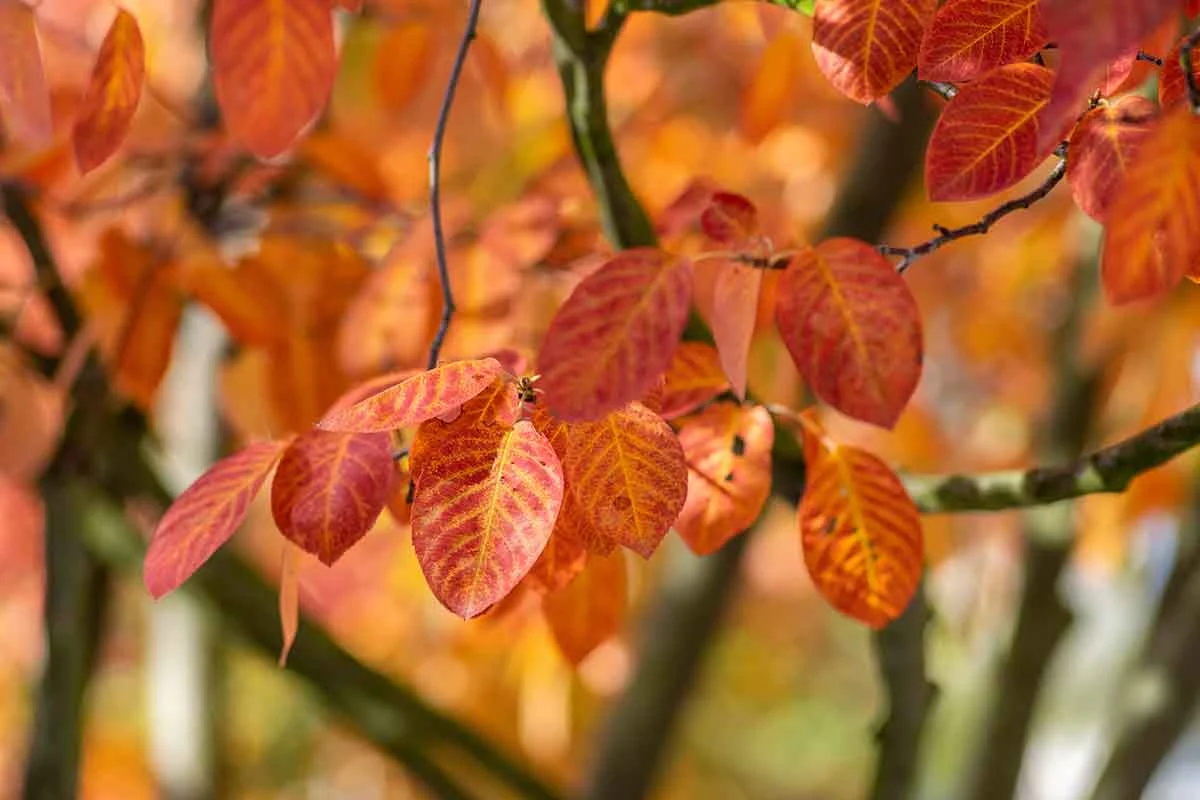 Felsenbirne mit rot/orangenem Herbstlaub und gruenem Hintergrund [Foto: AdobeStock_Iva]