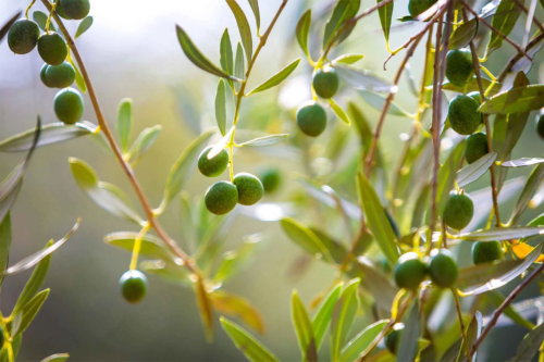 Zweige eines Olivenbaumes – Pflege und andere Tipps [Foto: AdobeStock_Mmphoto]