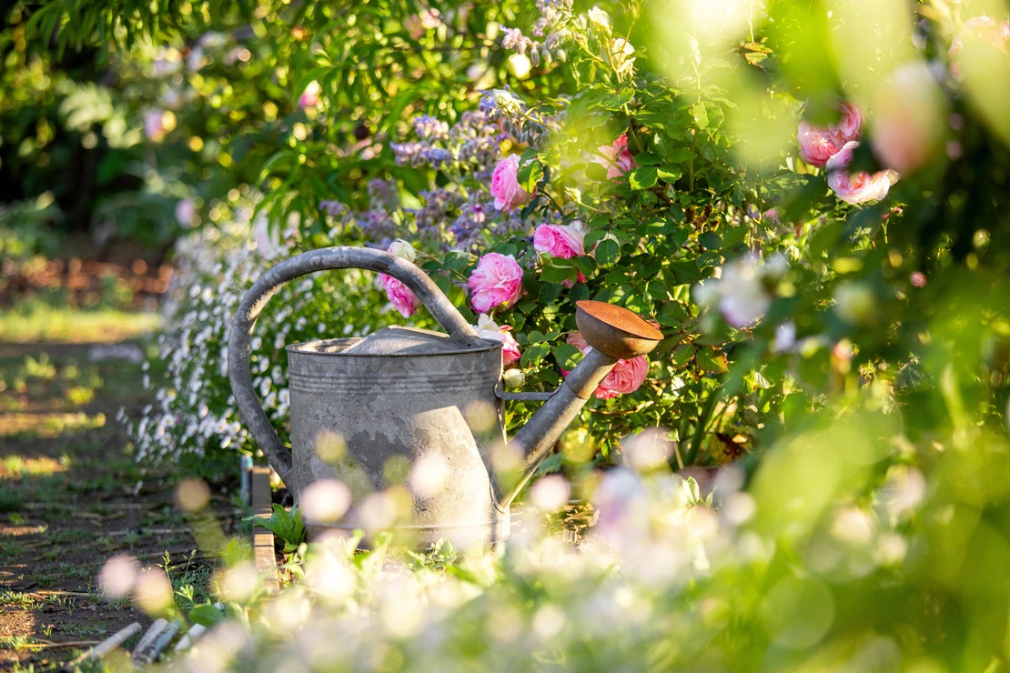 Garten im Juni – Blick auf eine alte Gießkanne aus Zink. Rechts davon eine Rose mit pinken Blüten. Links davon blühende Margeriten. Foto: AdobeStock_Thierry RYO