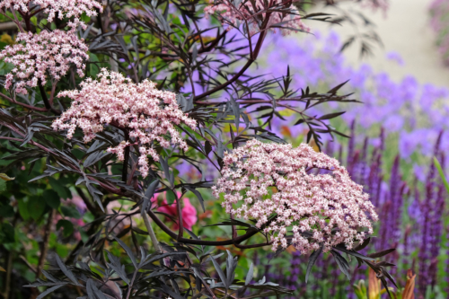 Holunder: Standort, Pflanzung Und Pflege | GartenFlora