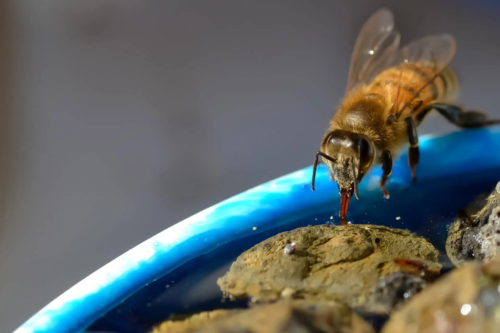 Honigbiene trinkt Wasser aus einer Insektentränke