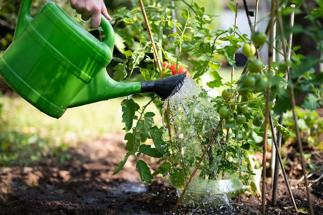 Strauchtomaten im Garten werden mit einer grünen Gießkanne und schwarzem Gießaufsatz gewässert. Foto: AdobeStock_Wellnhofer Designs