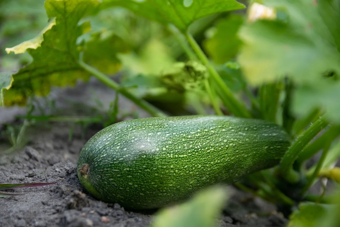Reife Zucchini im Gemüsebeet. Foto: AdobeStock_ysuel