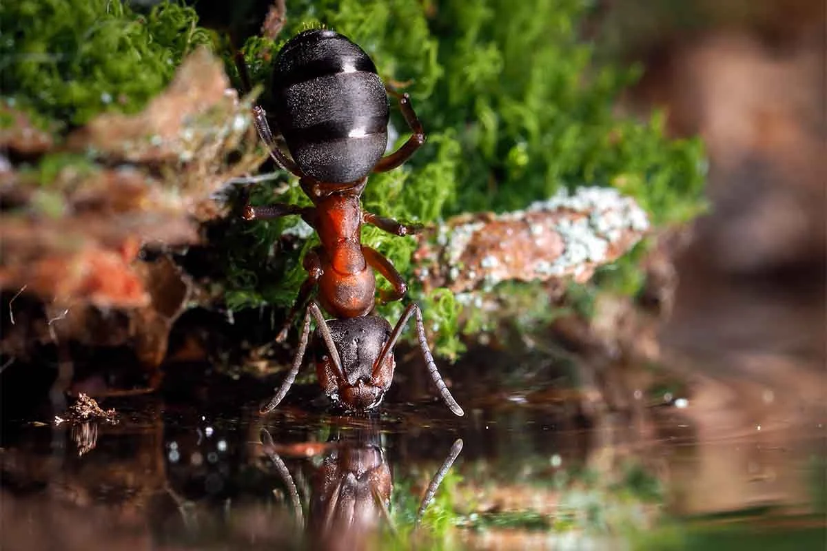 Ameise an einer Wasserstelle oder Insektentraenke [Foto: AdobeStock_Kozorog]