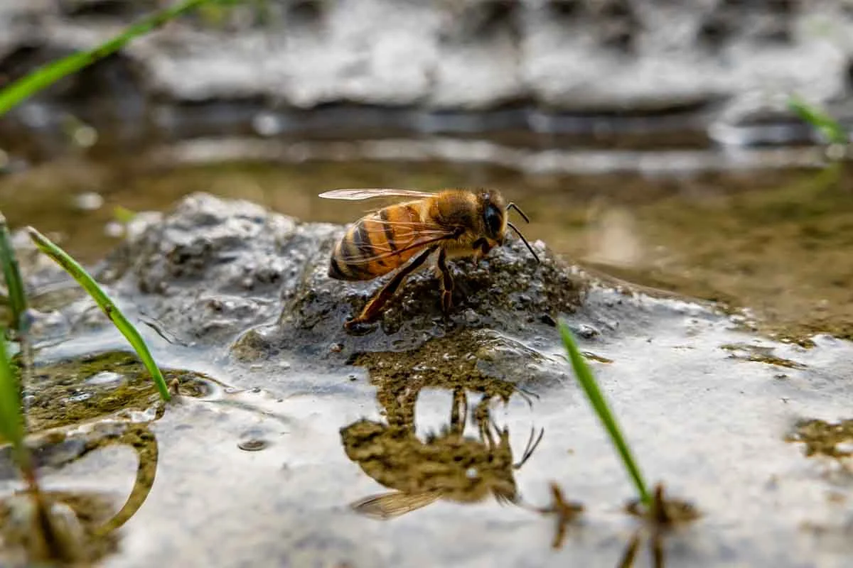 Wildbiene an einer Wasserstelle [Foto: AdobeStock_Nikokvfrmoto]