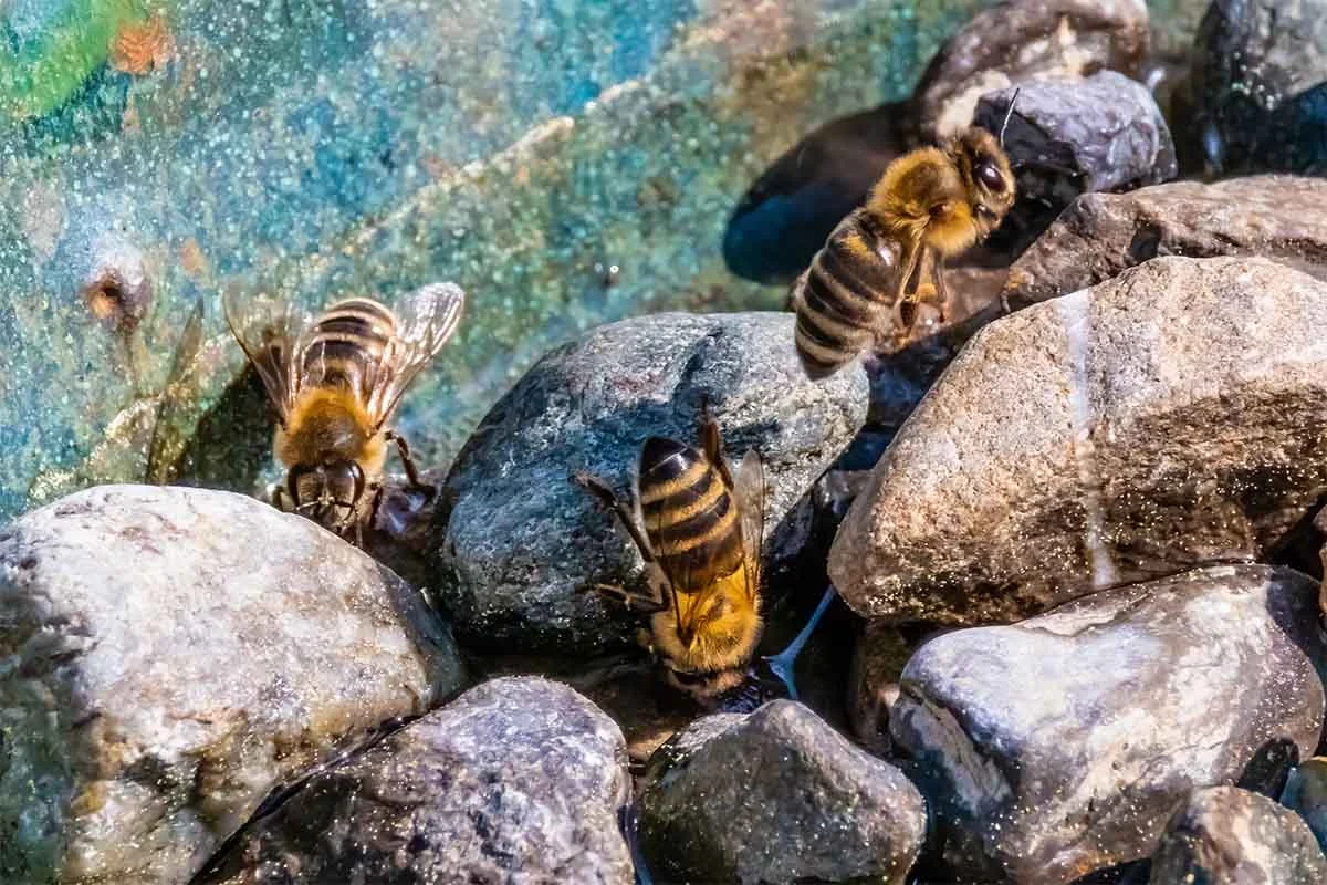 Insektentraenke mit Steinen und Bienen [Foto: AdobeStock_StefanJoachim]