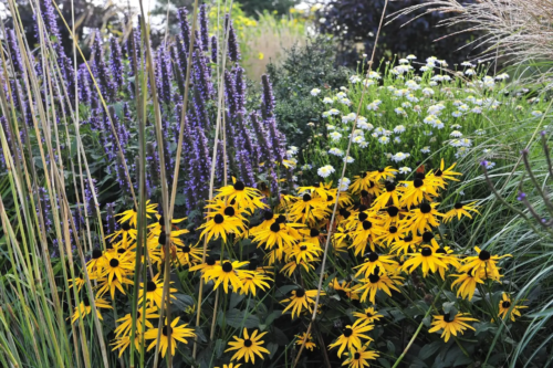 Agastache und Rudbeckia neben Gräsern im Septembergarten