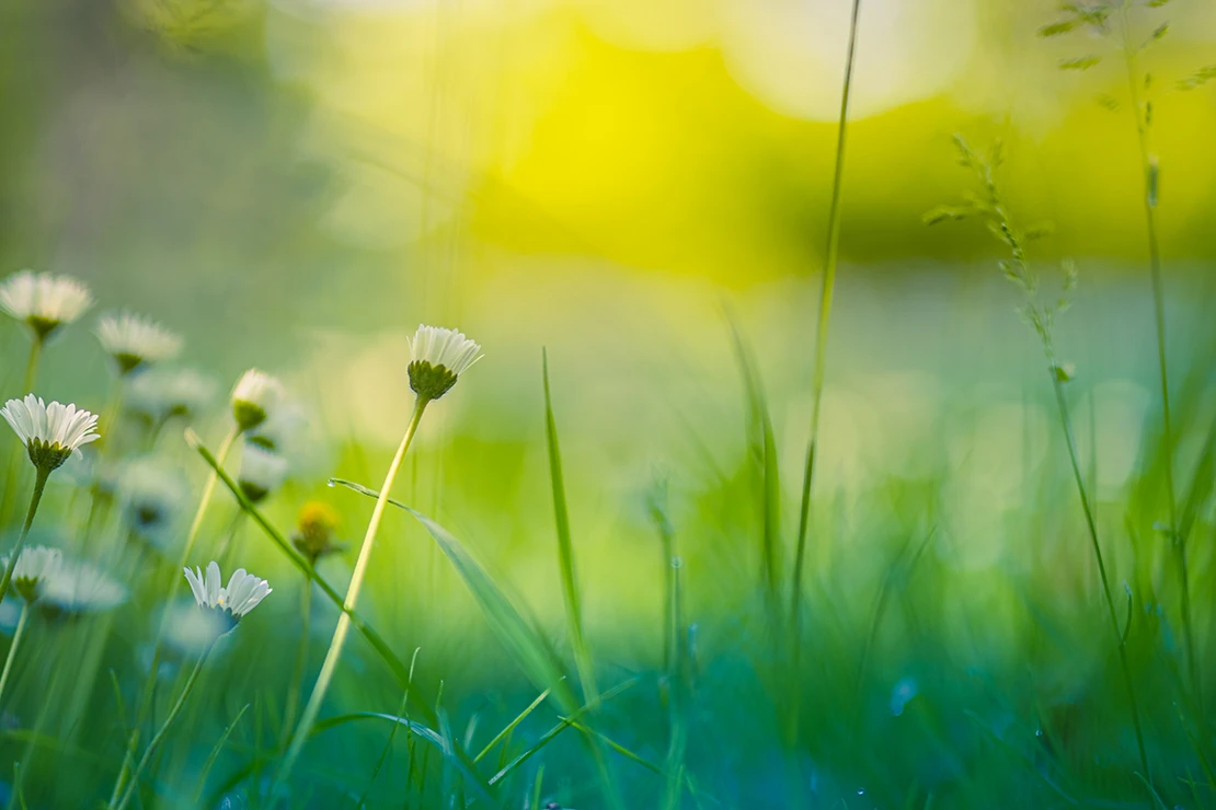 Seitliche Nahaufnahme eines Rasens mit einigen Gänseblümchen auf der linken Seite. Foto: AdobeStock_icemanphotos