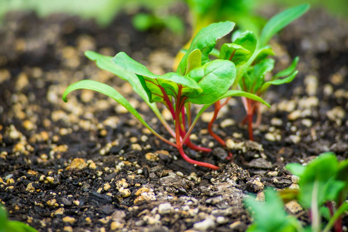 Garten im August: Mangoldsämlinge im Gemüsebeet in der Nahaufnahme. Foto: AdobeStock_CoreyOHara