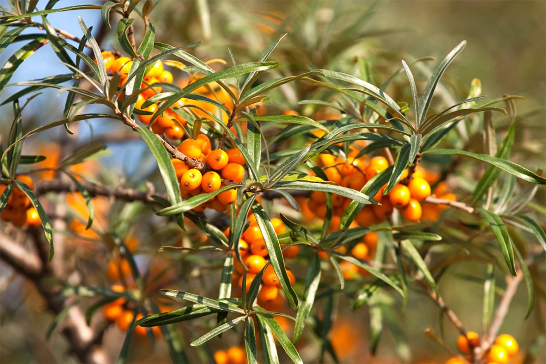 Orangene Früchte an den Zweigen des Sanddorns Foto: AdobeStock_UbjsP