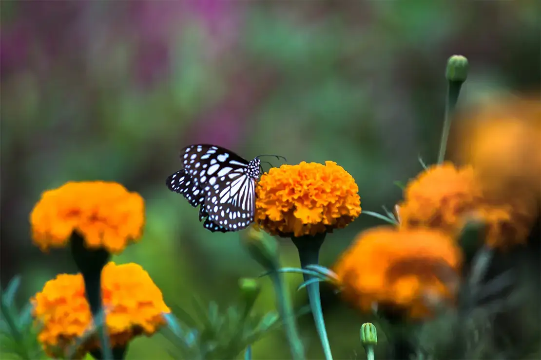Schmetterling sitzt auf einer Tagetes