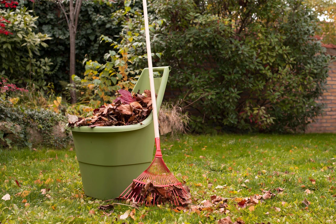 Gesammeltes Laub in einem Behälter auf einer Rasenfläche im Garten. Foto: AdobeStock_Miller_Eszter