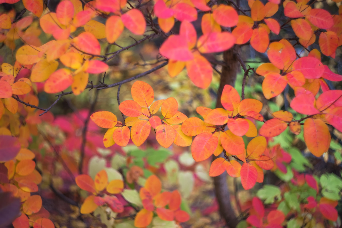 Ein Strauch mit bunter Herbstfärbung. Foto: AdobeStock_Екатерина Дмитренко