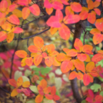 Ein Perückenstrauch mit bunter Herbstfärbung. Foto: AdobeStock_Екатерина Дмитренко